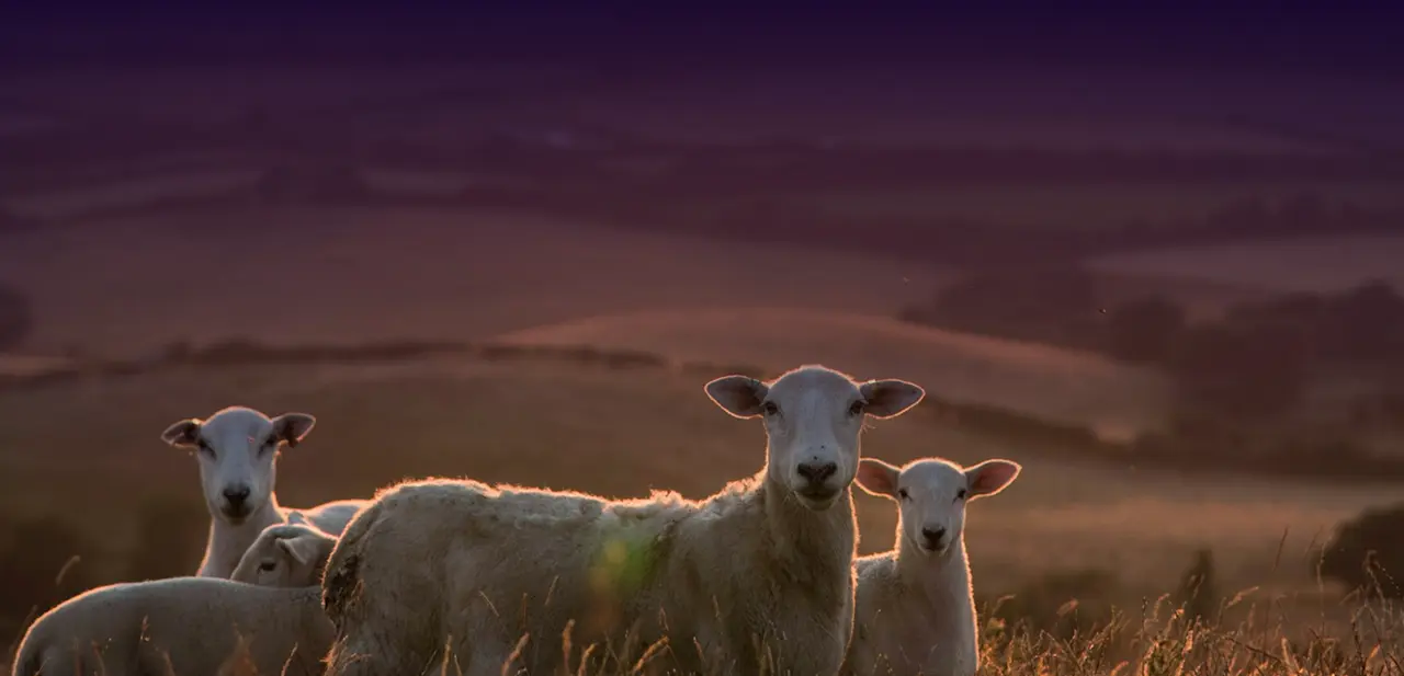 Sheep and lambs standing in field during sunset or sunrise