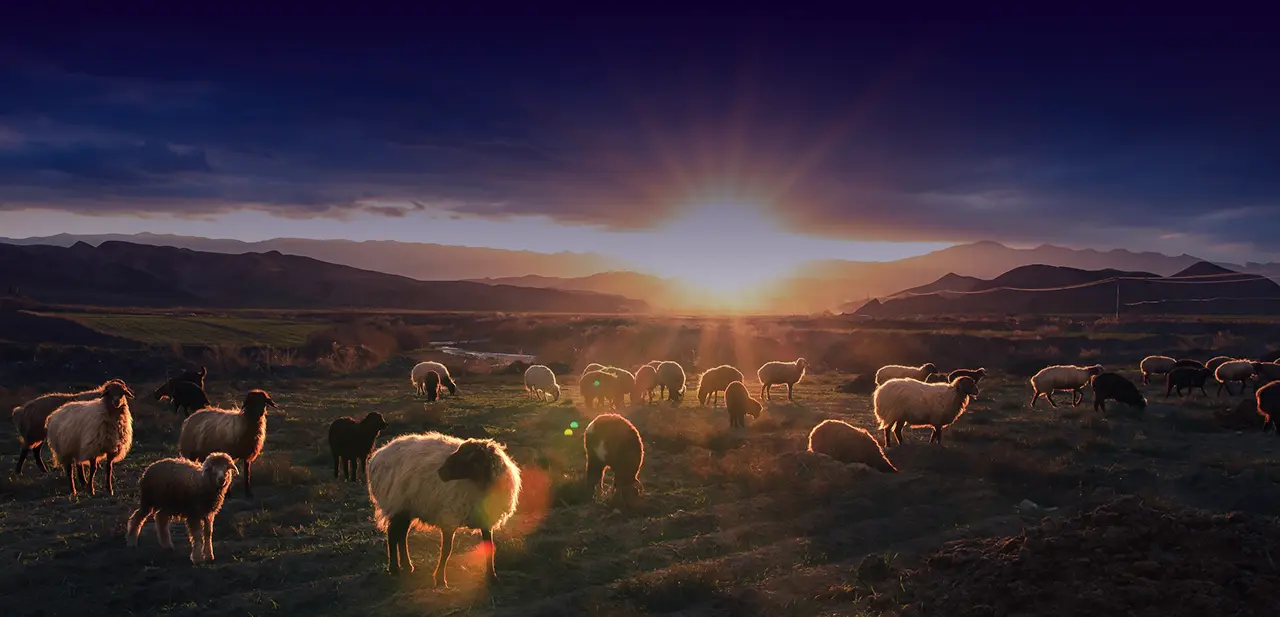 Flock of sheep grazing in field against dramatic sunset