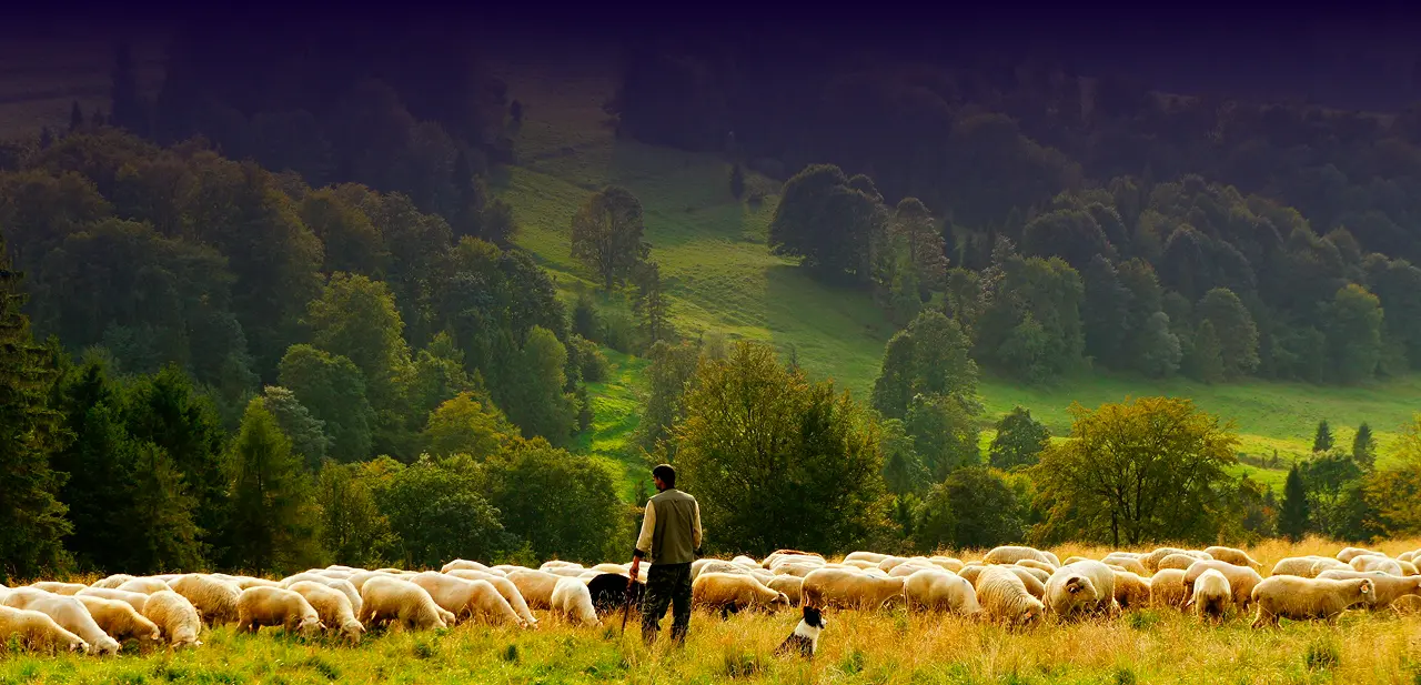 Shepherd and dog watching large flock of sheep grazing in mountain pasture