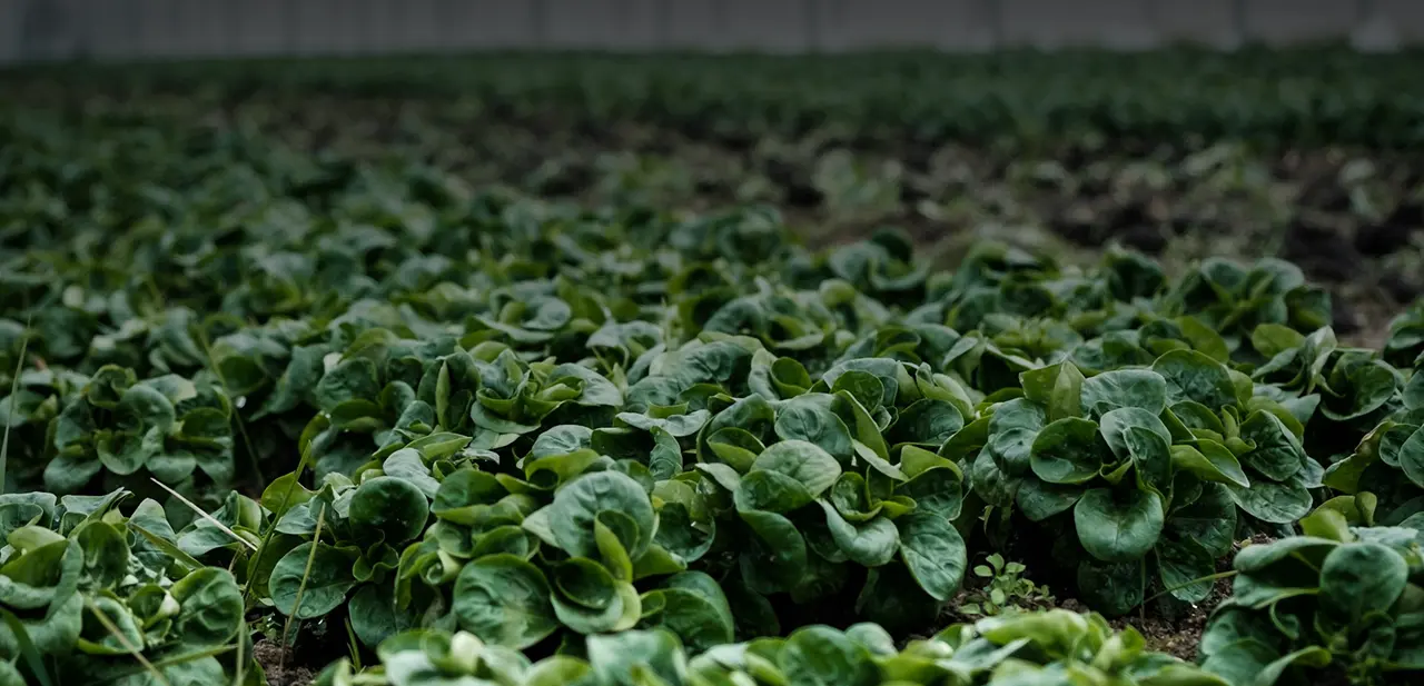 Rows of leafy green vegetables growing in indoor farm field