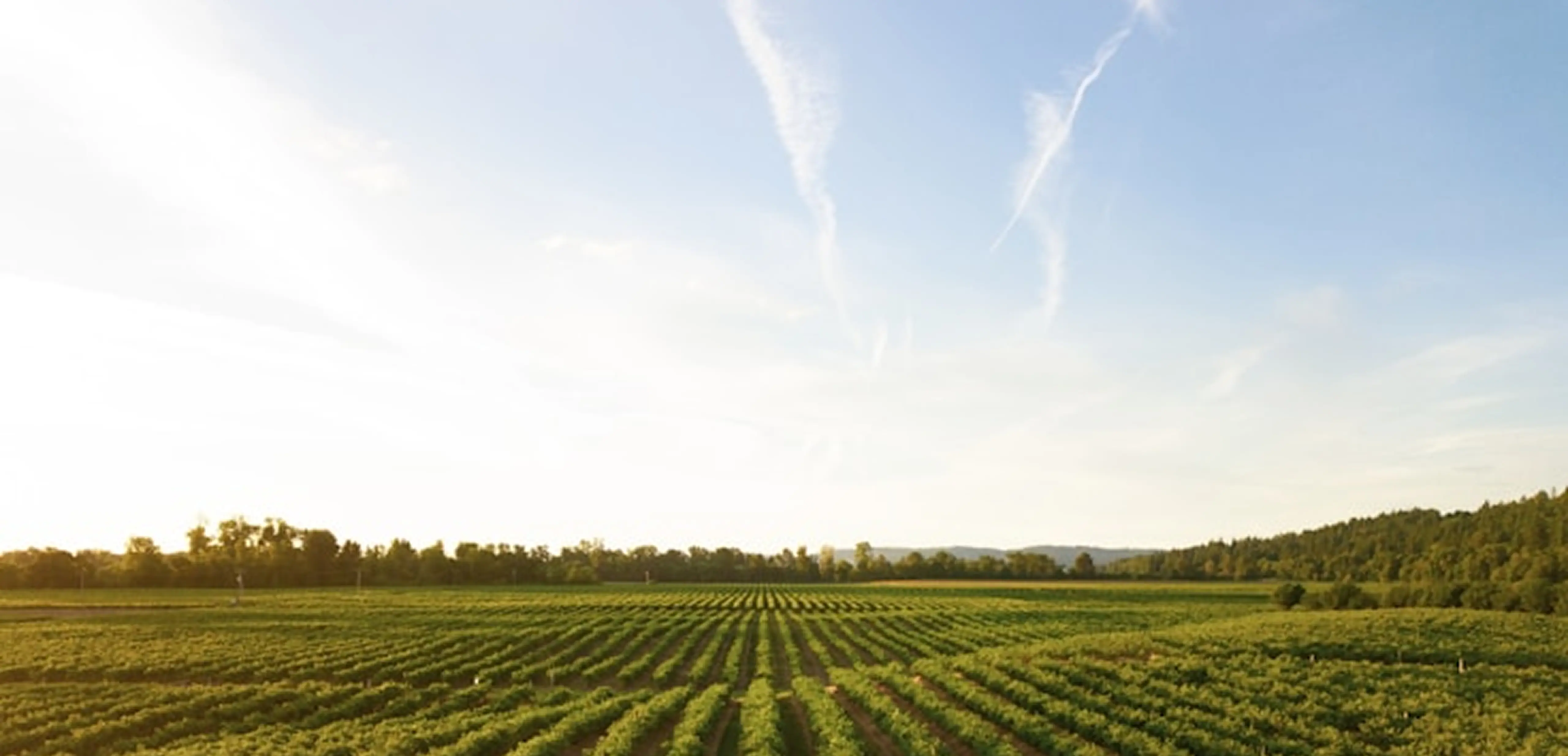 Expansive view of cultivated farmland on a sunny day