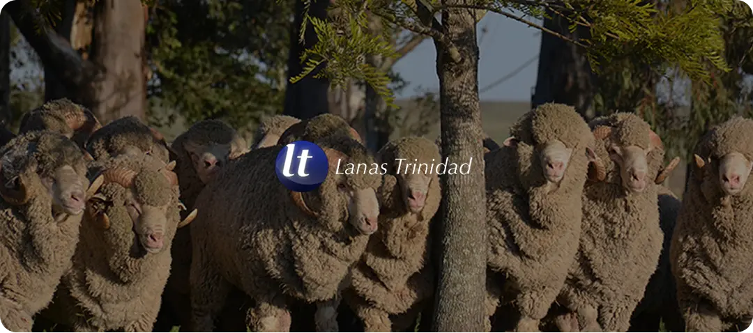 Flock of Merino sheep with Lanas Trinidad logo overlay