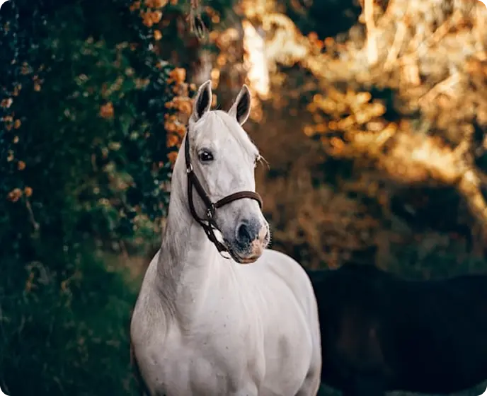 EquusID app thumbnail 