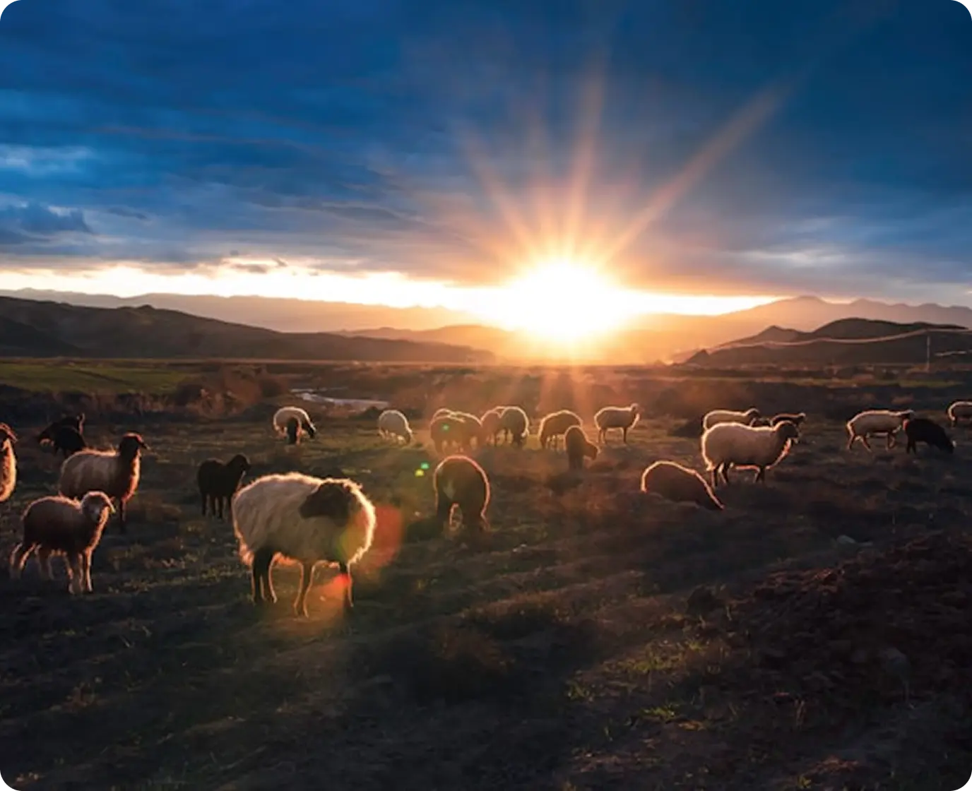 Flock of sheep grazing in field against dramatic sunset