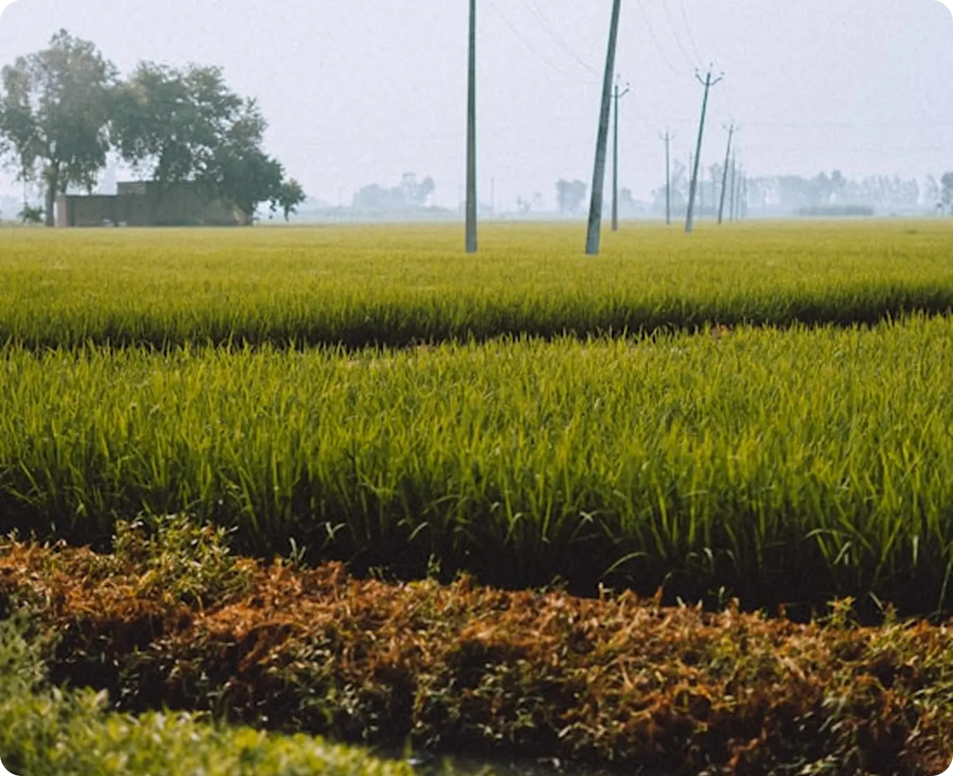 Ferti RIEGO INIA logo over field irrigation system background